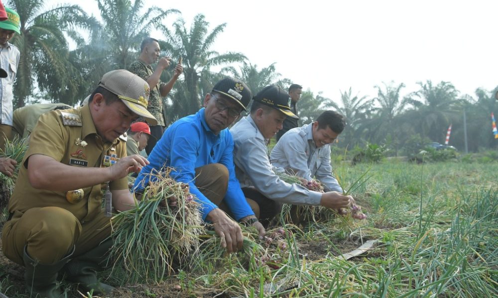 Bupati Merangin H Al Haris panen bawang merah di Desa Rasau Kecamatan Renah Pamenang