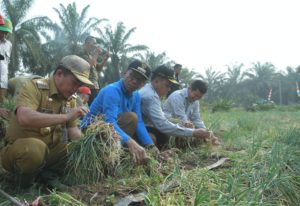 Bupati Merangin H Al Haris panen bawang merah di Desa Rasau Kecamatan Renah Pamenang Bupati Merangin H Al Haris panen bawang merah di Desa Rasau Kecamatan Renah Pamenang