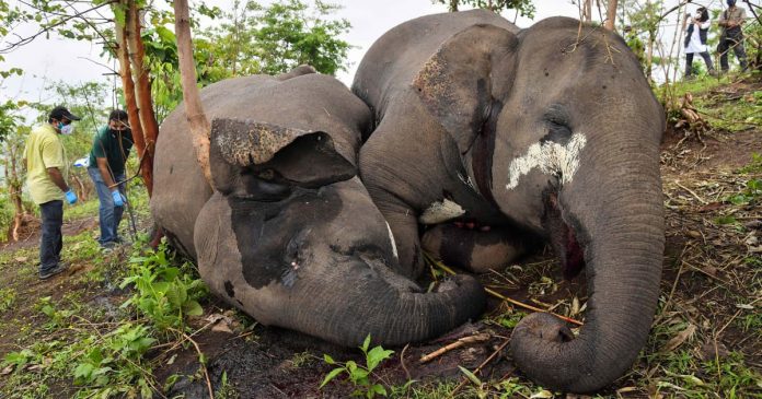 18 gajah liar tersambar petir
