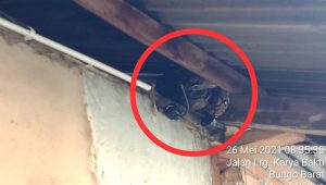 WhatsApp Image 2021-05-26 at 14.03.00 WhatsApp Image 2021 05 26 at 14.03.00