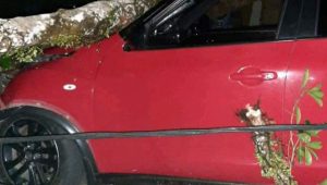 lampukuning id mobil tertimpa pohon