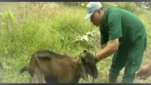 KLAIM KETERSEDIAAN HEWAN QURBAN AMAN.mp4_snapshot_01.39.990 KLAIM KETERSEDIAAN HEWAN QURBAN AMAN.mp4 snapshot 01.39.990