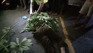 lampukuning_id-petani-tewas lampukuning id petani tewas