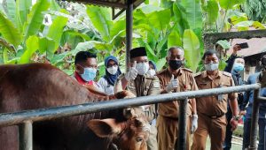 lampukuning_id-hewan-kurban lampukuning id hewan kurban