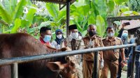 lampukuning id sapi kurban