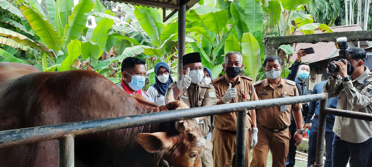 lampukuning id sapi kurban