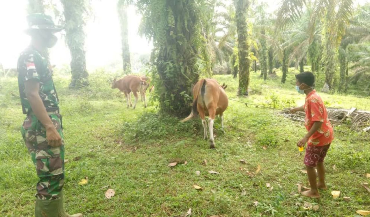 lampukuning_id_sad lampukuning id sad