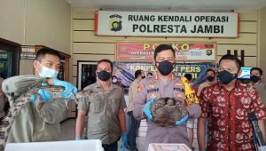 lampukuning id satwa dilindungi