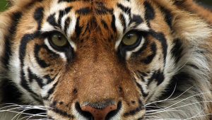 foto-harimau-ilustrasss foto harimau ilustrasss