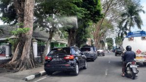 foto lampukuning id 2