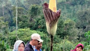 foto bunga bangkai