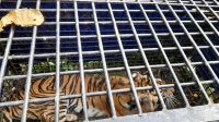 foto-harimau-masuk-perangkap foto harimau masuk perangkap