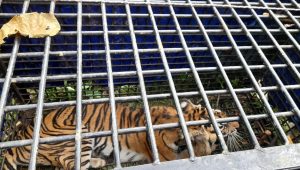 foto-harimau-masuk-perangkap foto harimau masuk perangkap