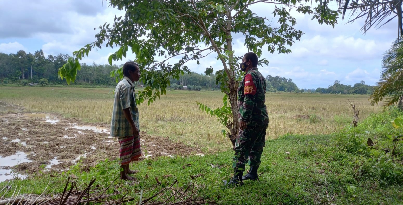 Babinsa Koramil 05 Muara Tebo Tinjau Lahan Sawah Tadah Hujan