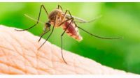 foto-nyamuk-ilustrasi foto nyamuk ilustrasi