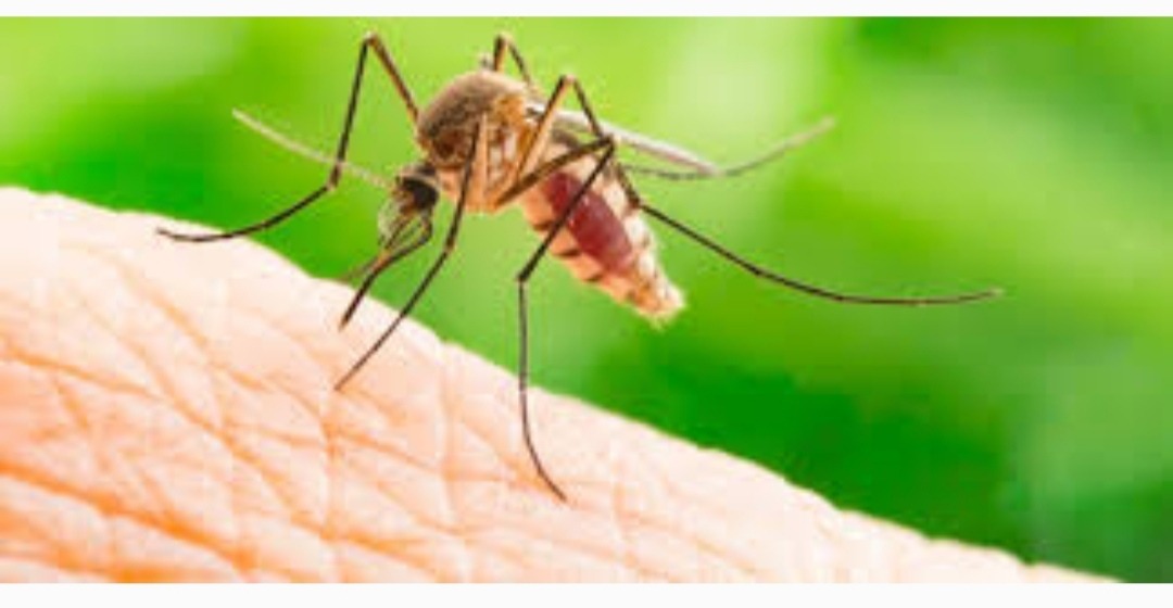 foto nyamuk ilustrasi