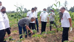 foto bupati tinjau lahan porang