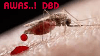 foto-ilustrasi-dbd foto ilustrasi dbd