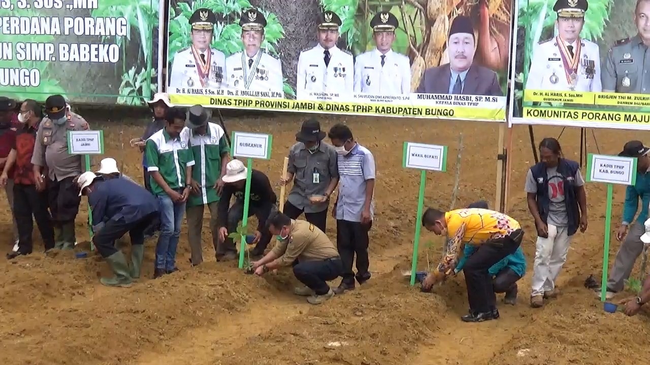 foto penanaman porang
