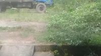 foto-truk-pengangkut-kayu Truk Besar Milik RPSL Masih Melintas