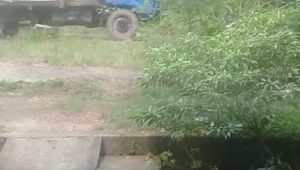 foto truk pengangkut kayu