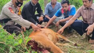 foto harimau