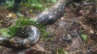 foto ular piton pemangsa korban