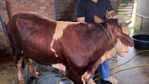 IMG-20240618-WA0021 IMG 20240618 WA0021