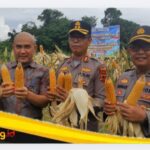 Polres Bungo Gelar Panen Raya Jagung Serentak Kuartal II dan Ikuti Zoom Meeting Nasional Ketahanan Pangan Polri