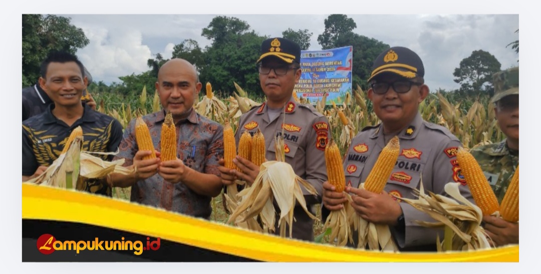 Polres Bungo Gelar Panen Raya Jagung Serentak Kuartal II dan Ikuti Zoom Meeting Nasional Ketahanan Pangan Polri