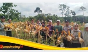 Kapolsek Bathin II Babeko Hadiri Panen Raya Jagung Hibrida, Dukung Swasembada Pangan 2026