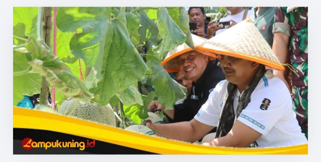 Panen Raya Melon Kuala Dasal Tembus 16 Ton, Bupatu Dorong Jadi Sentra Hortikuktura Unggulan Tanjab Barat.